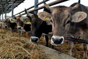 كوريا الجنوبية تُنشيء مصنعاً لإنتاج لقاح الحمي القلاعية بحلول 2020