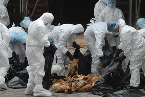 الصين تعلن رصد سلالة أخطر من فيروس إنفلونزا الطيور