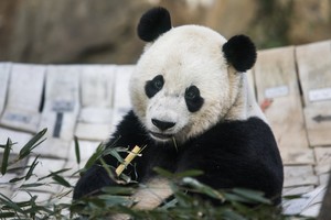 بالفيديو والصور: الباندا باو باو تغادر واشنطن إلى الصين