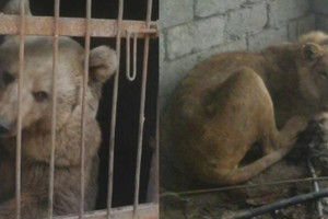 مهمة خاصة لإنقاذ الأسد سيمبا والدبة لولا في حديقة حيوانات بالموصل