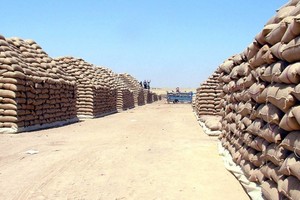 سورية تدبر 1.2 مليون طن قمحا روسيا عبر شركات محلية