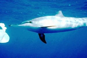 الأمم المتحدة تعلن الحرب على إلقاء البلاستيك في المحيطات