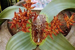 علماء يحلون لغز تشكل الورد لدى بعض النبات