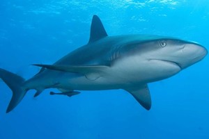 سمكة قرش تلتهم كلبة على شاطئ في استراليا 