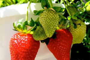 تطبيق يقيم انتاج حقل من الفراولة 