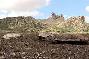 الجفاف يحول أقدم بحيرة اصطناعية في البرازيل إلى مقبرة للسلاحف