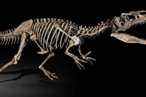 جمعية مغربية تطالب باسترجاع هيكل متحجر لديناصور من فرنسا 