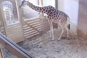 عشرات الآلاف يترقبون مشاهدة زرافة وهي تضع مولودا في نيويورك