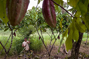  سكان 'مثلث الشر' في كولومبيا يتحولون من زراعة الكوكا إلى الكاكاو