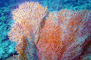 ظاهرة ابيضاض جديدة تفتك بالشعاب المرجانية في استراليا