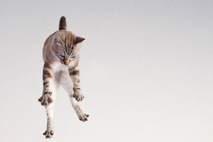 سنغافورة تسجن شابا ألقى هرة من الطابق العاشر 