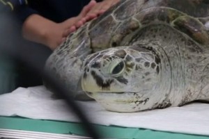 السلحفاة 'الحصالة' تتدرب على السباحة لإعادة تأهيلها!