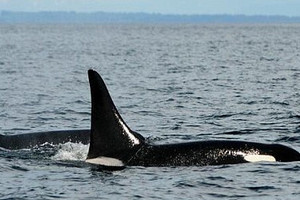 نيوزيلندا تحقق في نفوق حوت قاتل عثر عليه بساحل أوكلاند