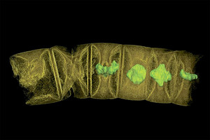 اكتشاف أقدم نبتة متحجرة على الإطلاق تعود إلى 1.6 مليار سنة