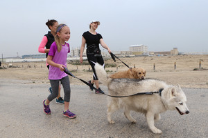 بالصور... البحرين : «الرفق بالحيوان» تنظم فعاليتها السنوية «المشي مع الكلاب» بعسكر