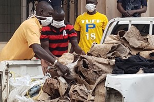 السنغال تعتقل ثلاثة رجال لتهريبهم مئات من جلود الحيوانات