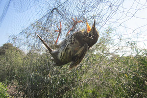 أكثر من مليوني طير اصطيدت بطريقة غير قانونية خلال الخريف في قبرص