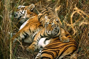 5 نمور مجمدة في ثلاجة رجل فيتنامي