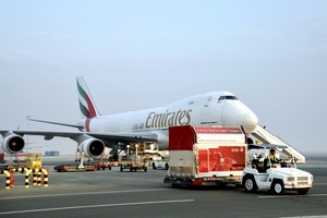 الإمارات للشحن الجوي تنقل أشهر خيول السباق إلى دبي