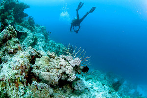 المناطق الميتة في المحطيات تهدد الحواجز المرجانية 