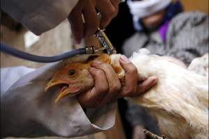 اليابان تعدم 288 ألف دجاجة بسبب أنفلونزا الطيور