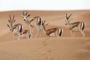 بالصور...محمية المها العربية بأم الزمول في الإمارات