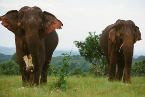 انتشال 11 فيلا علقت في حفرة في كمبوديا 