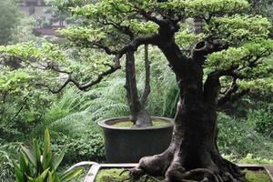 بيع شجرة نادرة مقابل أكثر من مليون دولار في فيتنام 