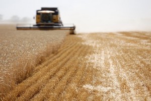 تراجع أسعار القمح الروسي بفعل انخفاض الطلب من مصر وتركيا