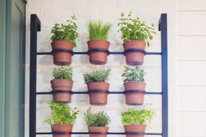 ﻿ازرعي أعشابكِ الطبية بيدكِ