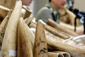 التأريخ بالكربون المشع يسمح بالكشف عن العاج غير القانوني في هونغ كونغ 