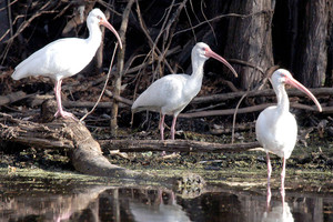 المساحات الرطبة في ايفيرغليدز في فلوريدا مهددة 