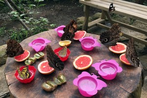 بالصور... تركيا: أول حديقة فراشات في إسطنبول تضم 450 نوعاً وتستقطب آلاف الزوار