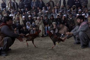 مصارعة الديوك تزدهر مجدداً في أفغانستان بعد سنوات من الحظر