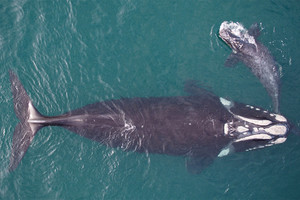 كاميرات وأجهزة لاسلكية لتعقب الحياة اليومية للحيتان في القطب الجنوبي 