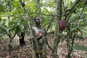 ساحل العاج توشك ان تفقد معظم غاباتها المصنفة