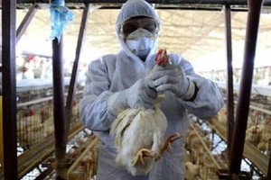 منظمة: إيران تعلن ظهور إنفلونزا الطيور في الشمال