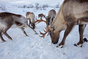 حيوانات الرنة ضحية للاحترار المناخي في القطب الشمالي