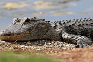 رجل ينجو من تمساح في شمال أستراليا 