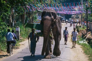 سريلانكا تتراجع عن حظر تبني الفيلة