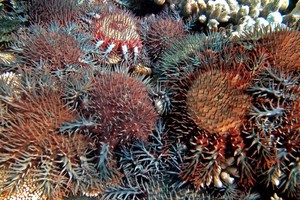 الخل وسيلة للتخلص من نجمات البحر في الحاجز الاسترالي الكبير