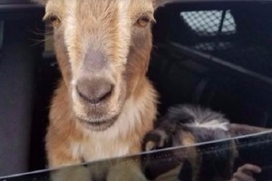 شرطي بريطاني يصطحب زوجاً من الماعز بجولة ترفيهية بسيارته