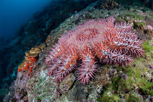 الخل وسيلة للتخلص من نجمات البحر المضرة بالمرجان في الحاجز الاسترالي الكبير 