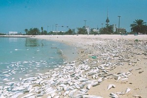 وزير الصحة الكويتي: المختبرات أثبتت سلامة عينات الأسماك المحالة من البلدية