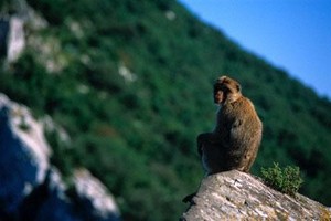المغرب يريد انقاذ المكاك البربري المهدد بالاندثار