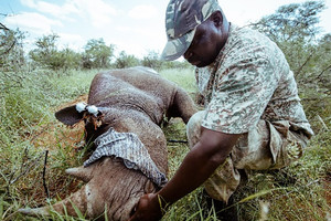 وحيد القرن يعود إلى رواندا بعد اندثاره فيها قبل عشر سنوات