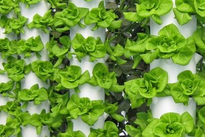 زراعة بديلة تنمو في نيويورك