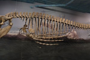 العثور على متحجرات لحيوان بحري زاحف عاش قبل 90 مليون عام