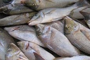 السعودية... الثروة السمكية على شواطئ الخليج.. سليمة