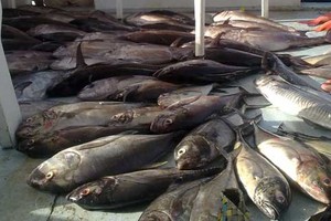 فريق سعودي إلى مصر للتفتيش على الأسماك المصدرة إلى المملكة